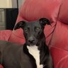 Pippa